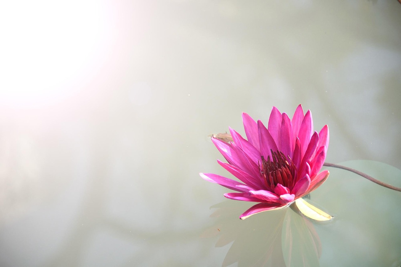 What are Lotus365 Review Review 2027: Bonus, App, Withdrawal Tested
